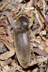 Ochosternus zealandicus