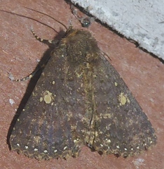 Hypersypnoides submarginata