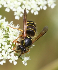 Dolichovespula norvegicoides