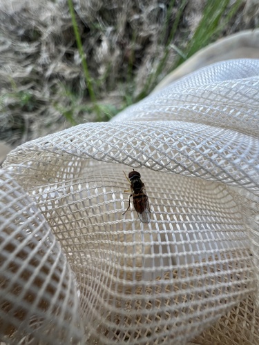 Unknown species found near Greeneville, TN, US