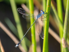 Lestes tridens