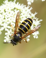 Dolichovespula norvegicoides