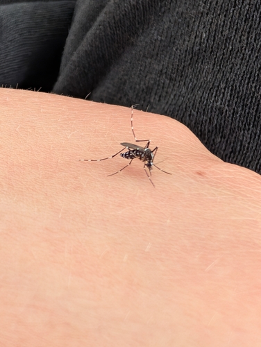 Unknown species found near Tomball, TX, USA