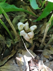 Acanthophippium striatum