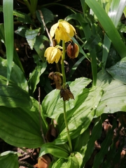 Calanthe striata