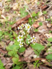 Micranthes californica