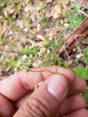 Micranthes californica
