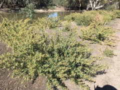 Xanthium catharticum