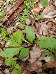 Micranthes californica