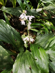 Calanthe aristulifera