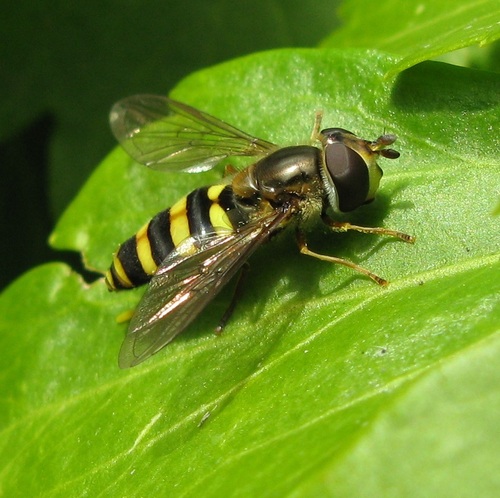 Unknown species found near Erie County, PA, USA