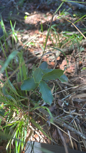 Maytenus ilicifolia