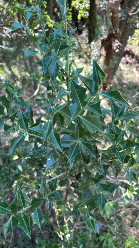 Jodina rhombifolia