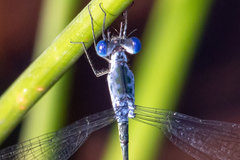 Lestes tridens