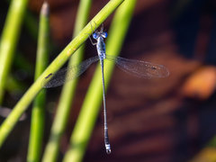 Lestes tridens