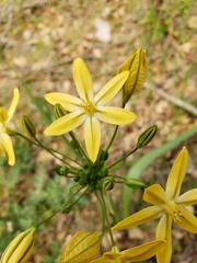 Triteleia ixioides scabra