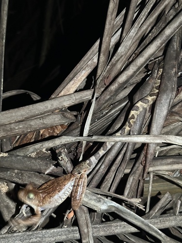 Ornate Cat-eyed Snake