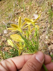 Triteleia ixioides scabra
