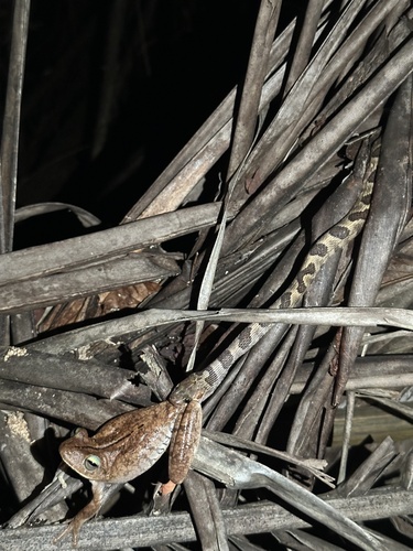 Chirique-Flusse Treefrog, Boana pugnax