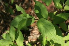 Euonymus miniata