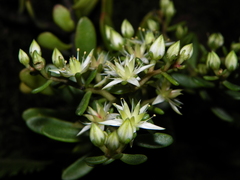 Sedum tortuosum