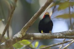 Ceratopipra mentalis