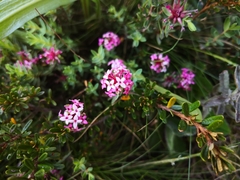 Pimelea alpina