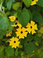 Thunbergia alata