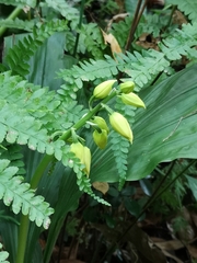 Calanthe striata