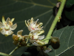 Tilia americana mexicana