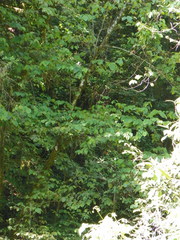 Tilia americana mexicana