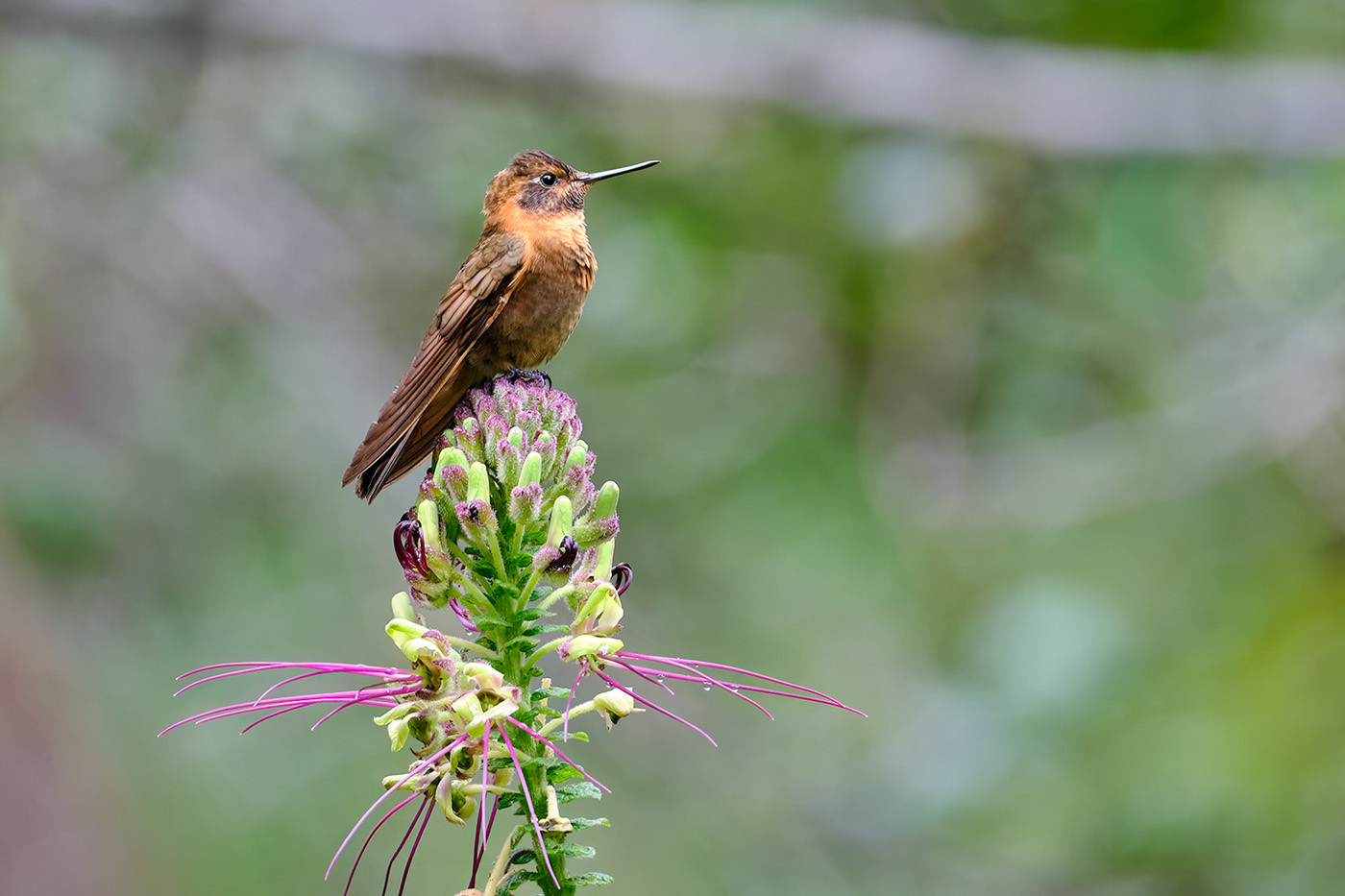 Shining Sunbeam (Aglaeactis cupripennis), photo 10