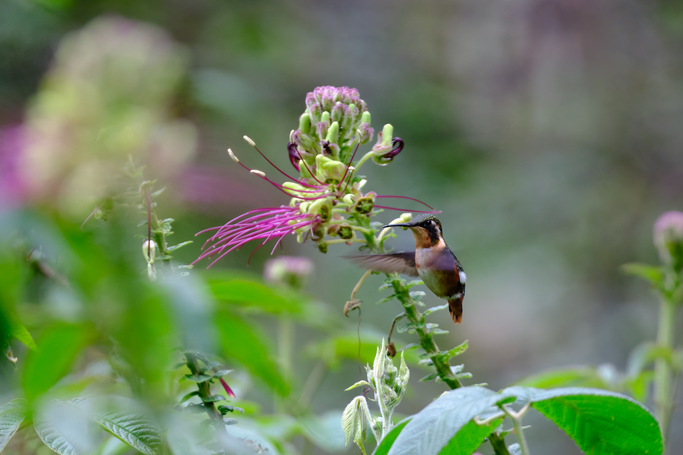 White-bellied Woodstar (Chaetocercus mulsant), photo 6