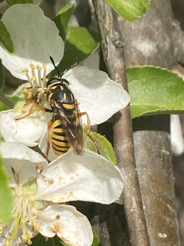 Unknown species found near Browntown Rd, Millers Creek, NC, US
