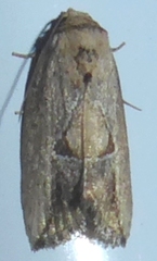 Strotihypera macroplaga