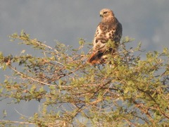 Buteo jamaicensis