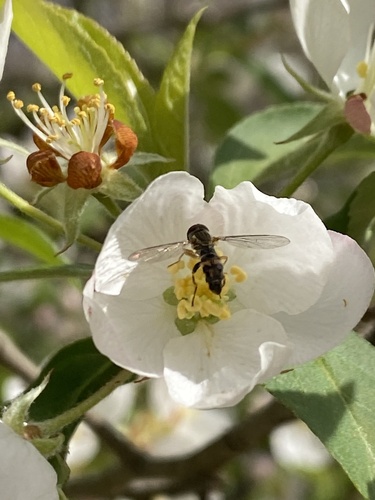 Unknown species found near Browntown Rd, Millers Creek, NC, US