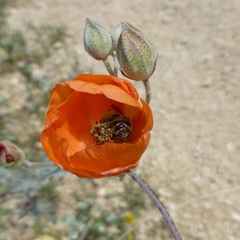 Andrena sphaeralceae