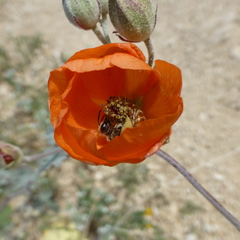 Andrena sphaeralceae
