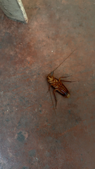 Periplaneta americana