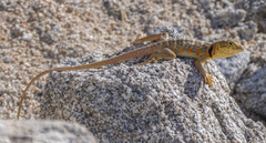 Crotaphytus vestigium