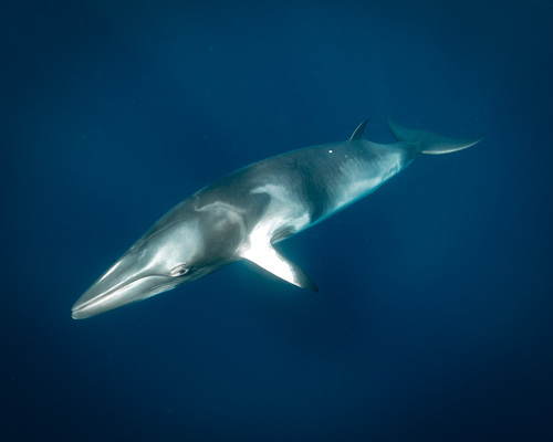 Common Minke Whale, photo 2 of 10