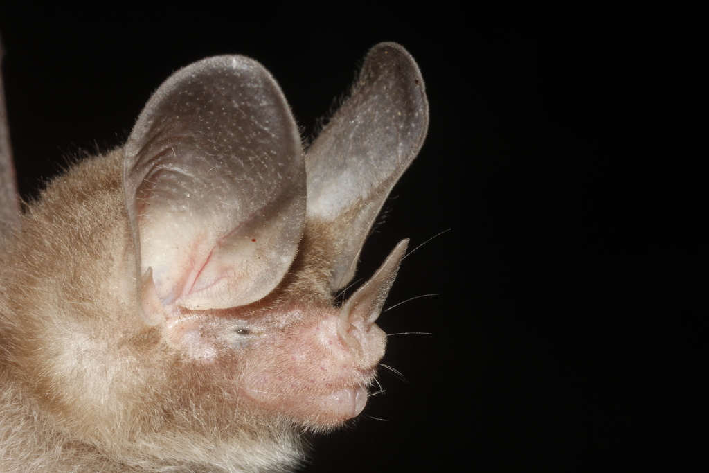 Common Big-eared Bat