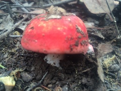 Russula persanguinea