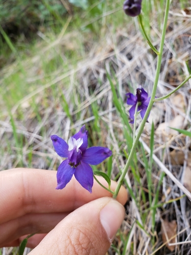 Delphinium gracilentum