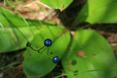 Clintonia udensis