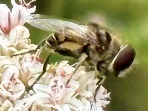 Unknown species found near Ballona Discovery Park, Los Angeles, CA, US