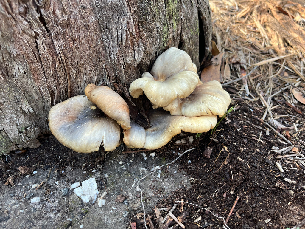 Omphalotus nidiformis · March 2026 · photo: © evietchi (iNaturalist, cc-by-sa)
