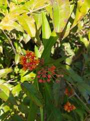 Asclepias curassavica