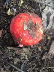 Russula persanguinea